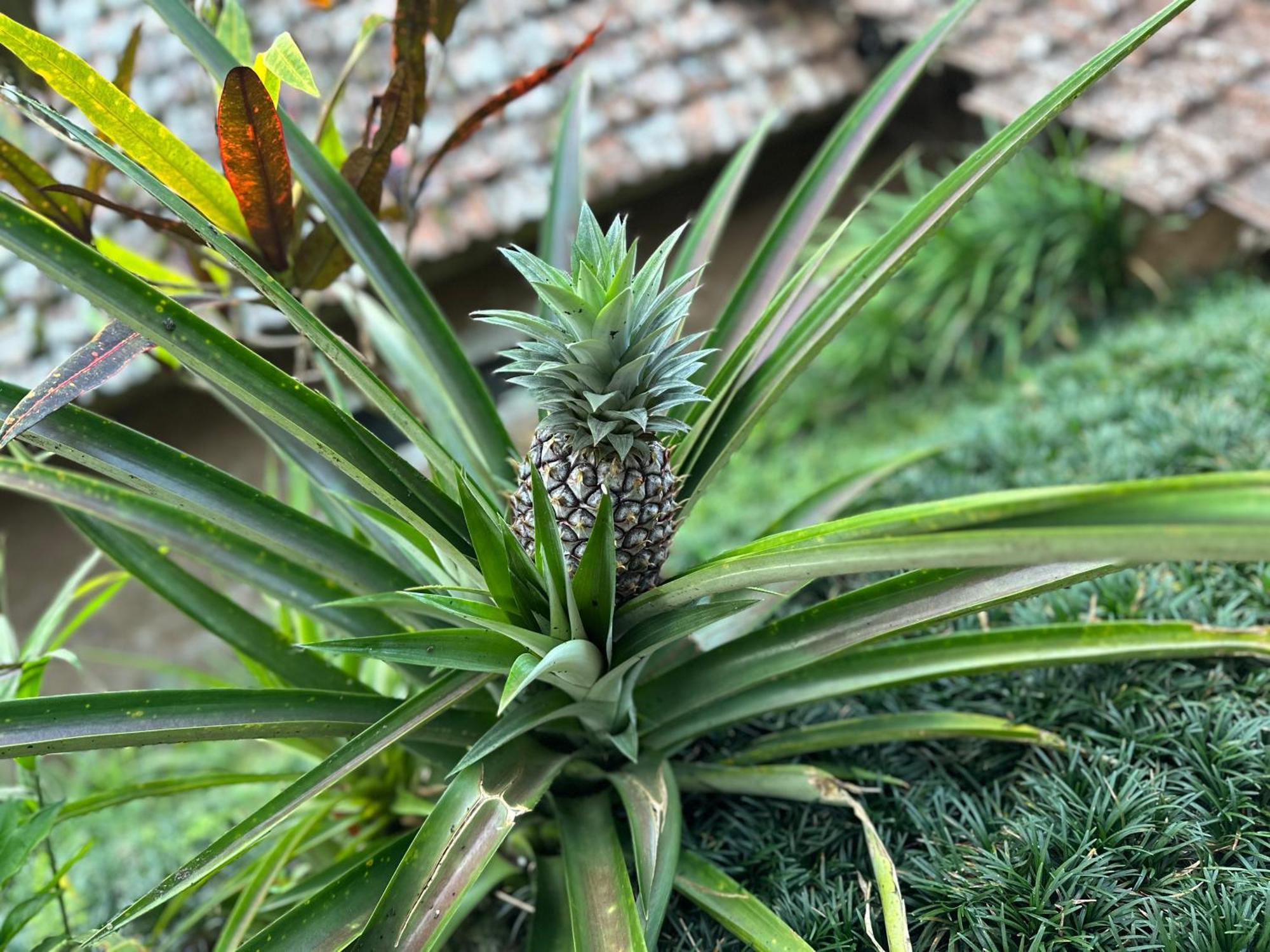 Oemah Tepi Sawah Jatiluwih Exterior foto